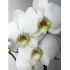 Storczyk Orchidea 2 sztuki mix kolorów